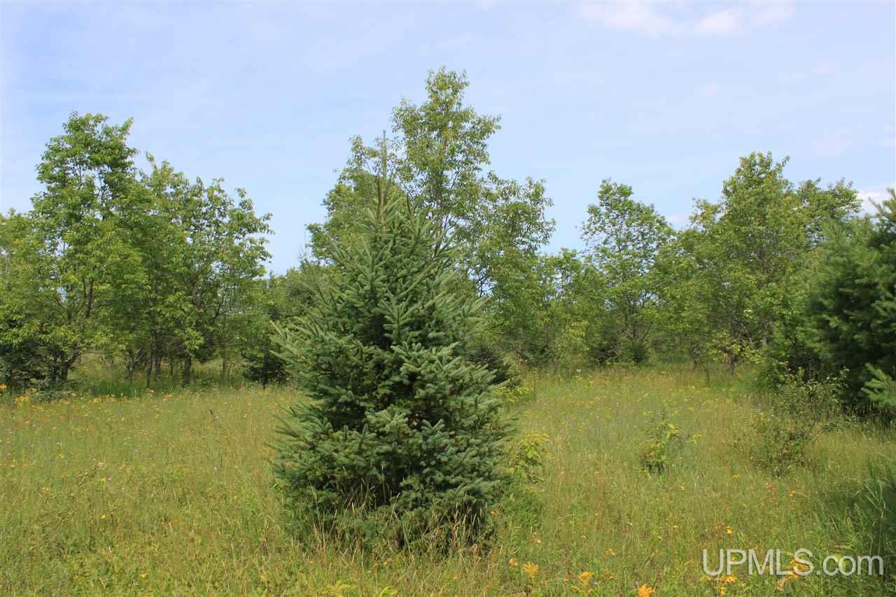 Tbd Riley Road Shingleton, MI 49884 - Photo 9 of 24