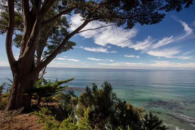 a view of outdoor plant