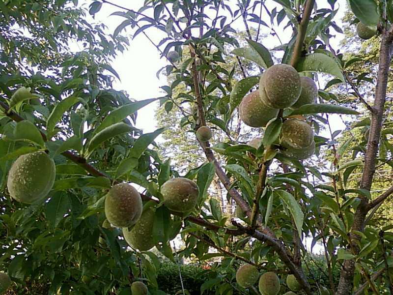 40 Oyster River Road Thomaston, ME 04861 - Photo 32 of 35 Other. Pear, peach and cherry trees...