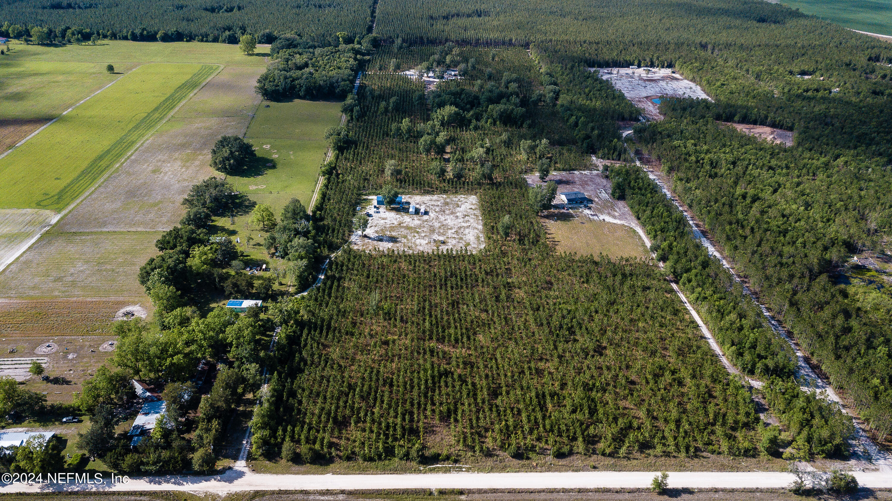Liveoak-6
