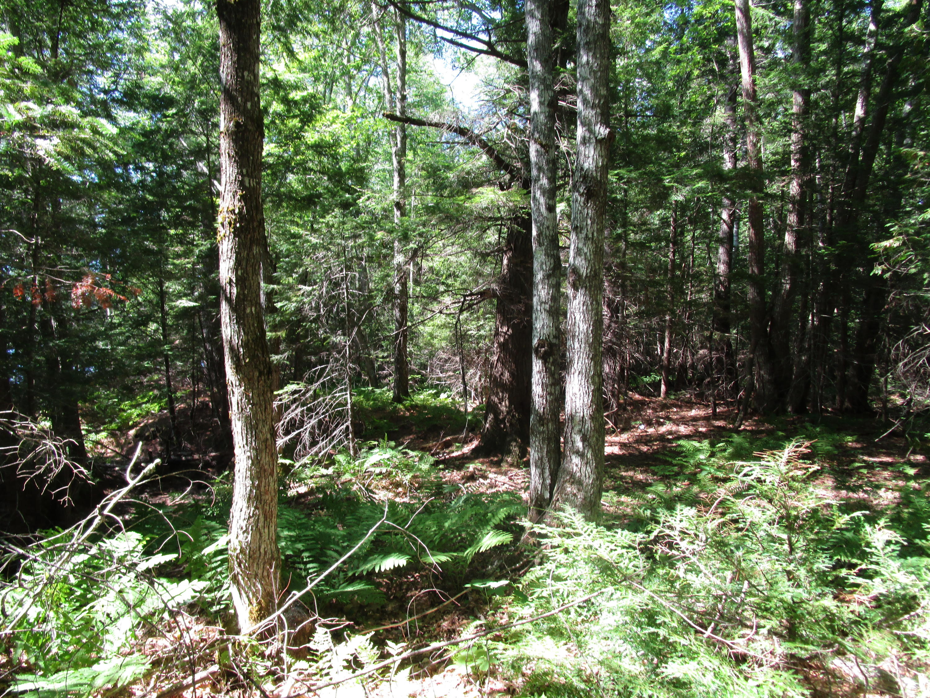 0 North Howland Road Howland, ME 04448 - Photo 4 of 8 IMG_0871