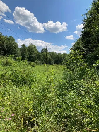 a view of a garden with a tree