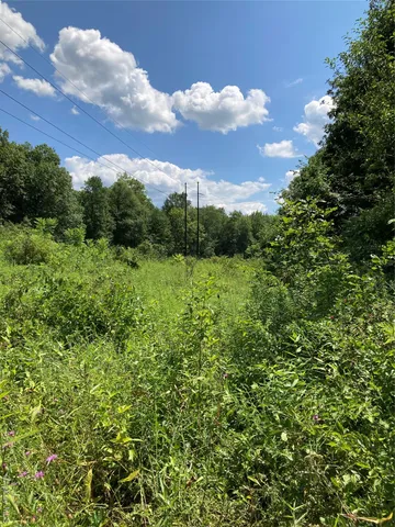 a view of a garden with a tree