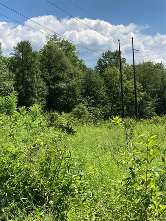 a view of a garden with plants