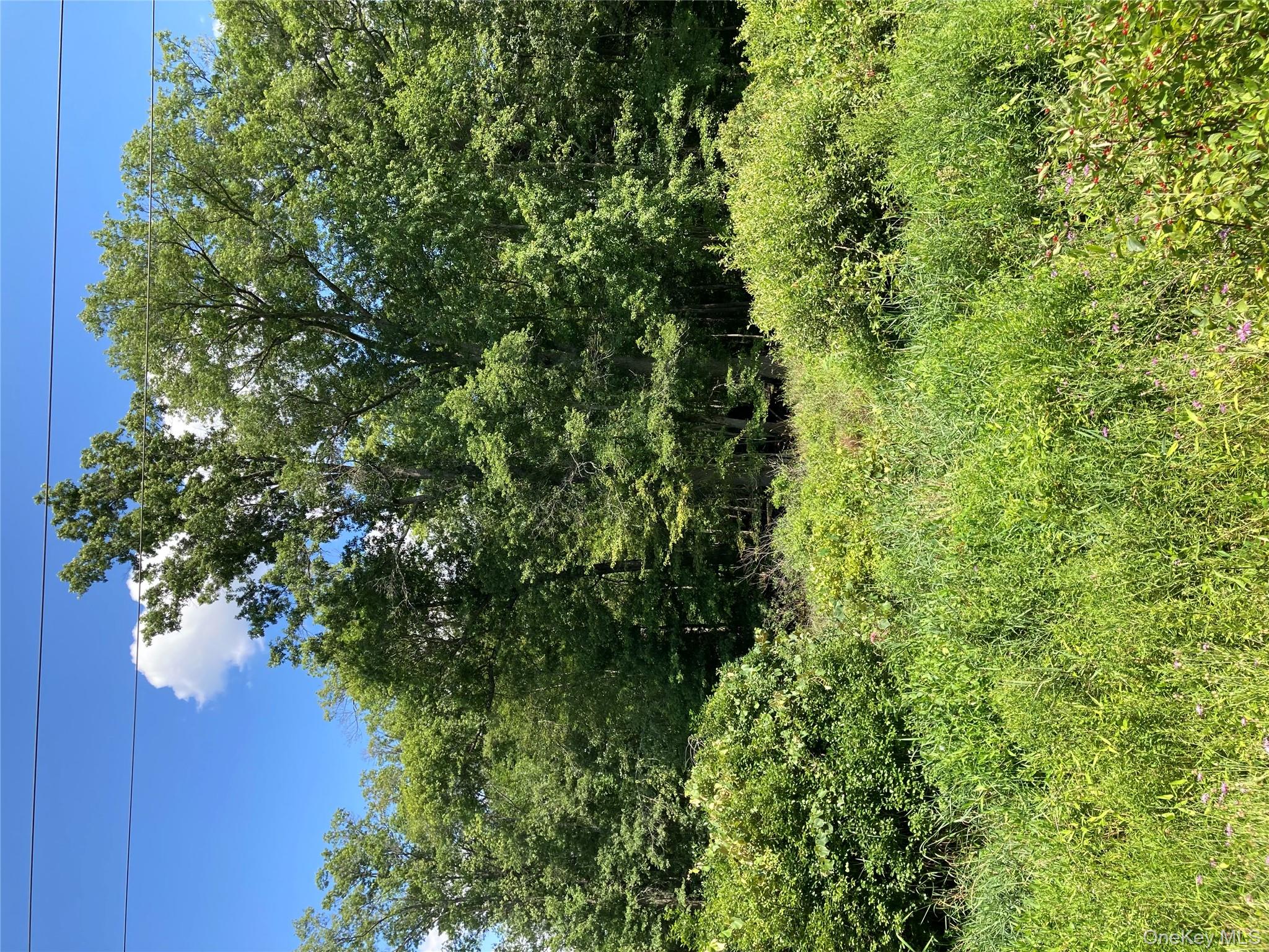 Baxtertown Road Fishkill, NY 12524 - Photo 16 of 19 a view of a garden with a tree