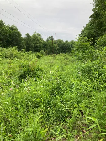 a view of a big yard with plants and a large tree