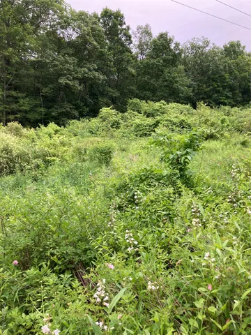 a view of a green field
