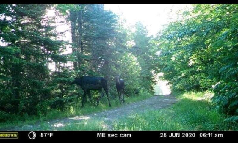 862 Hemore Road Houlton, ME 04730 - Photo 24 of 33 Wildlife