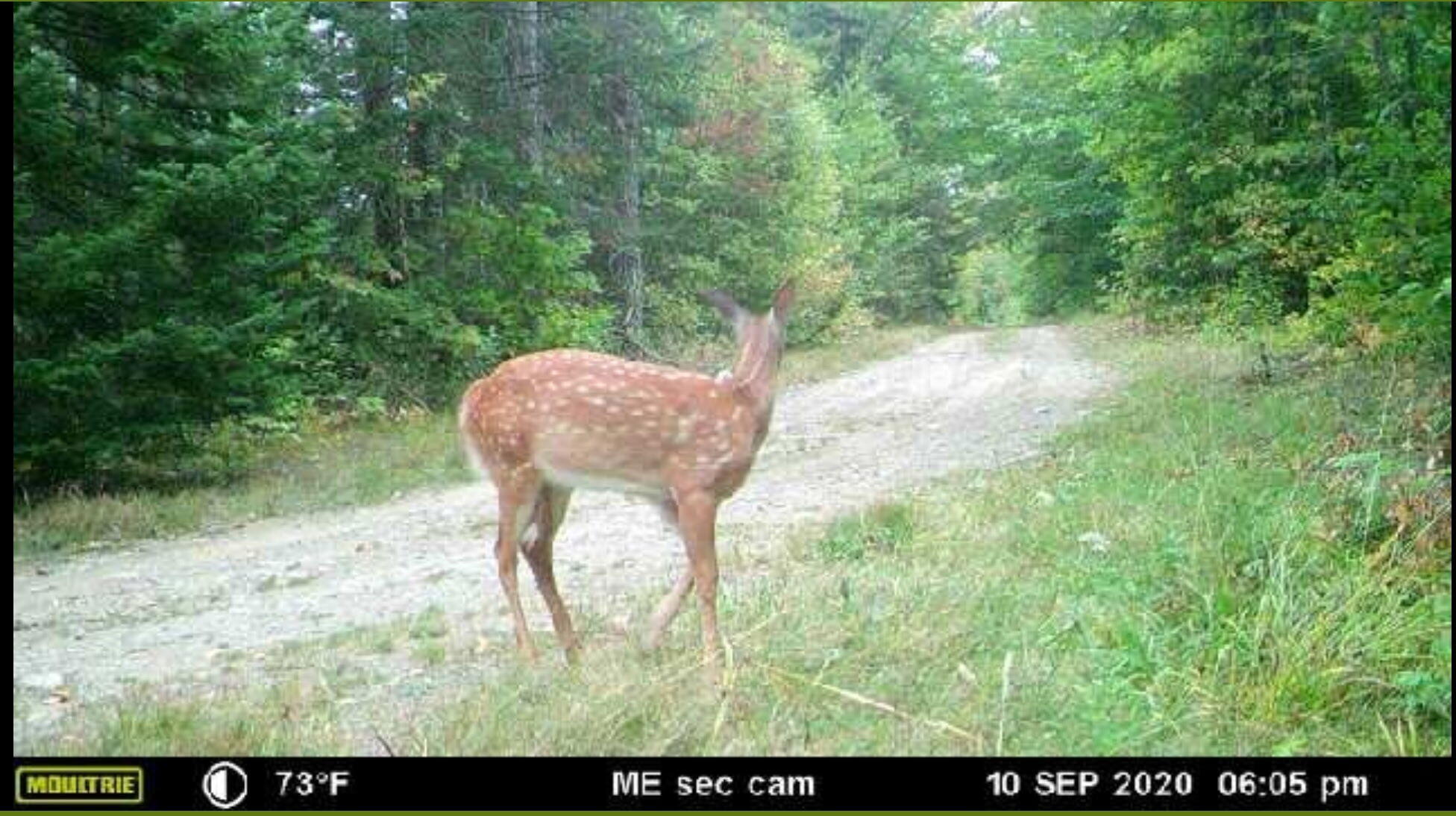 862 Hemore Road Houlton, ME 04730 - Photo 29 of 33 Wildlife