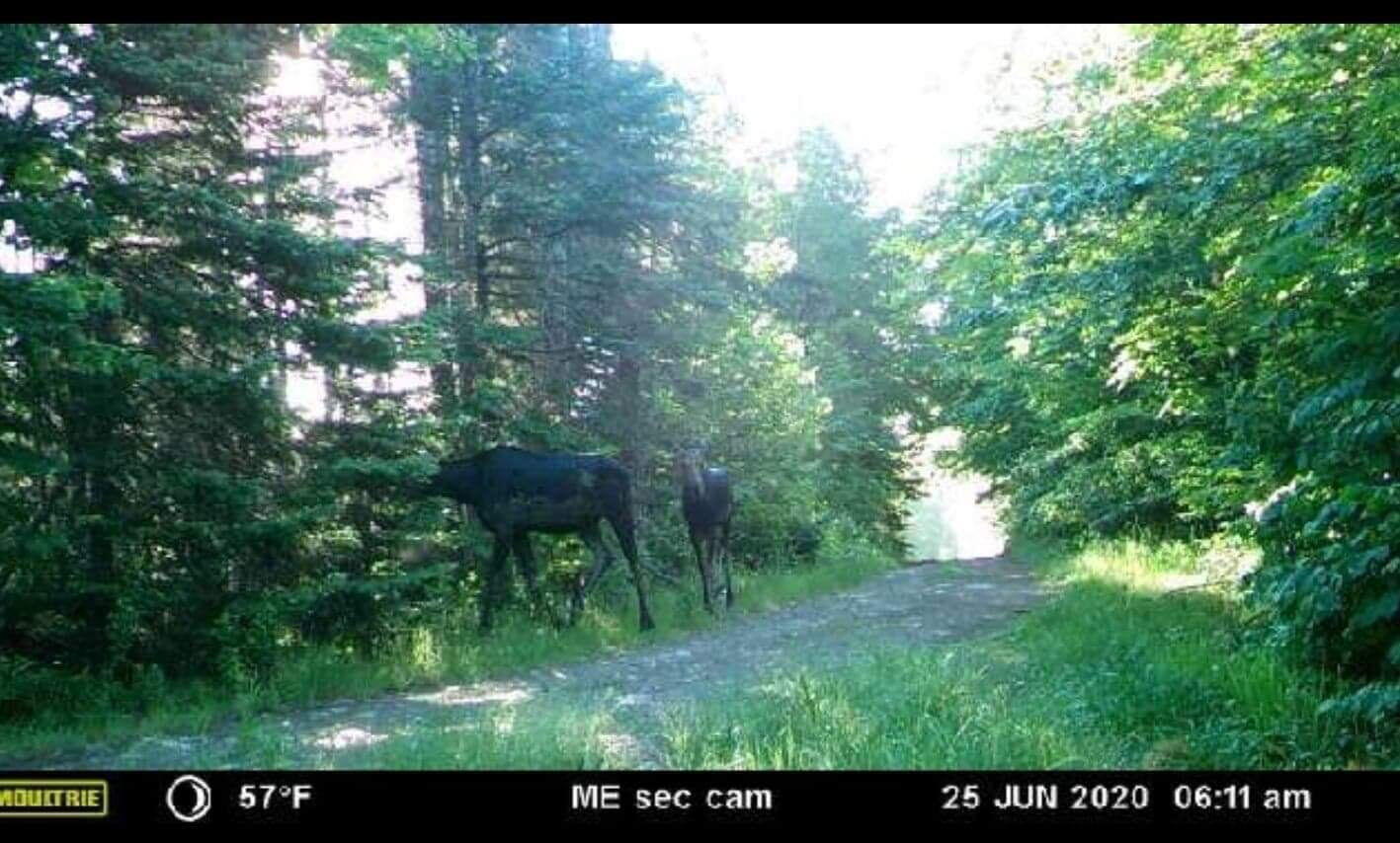 862 Hemore Road Houlton, ME 04730 - Photo 30 of 33 Wildlife