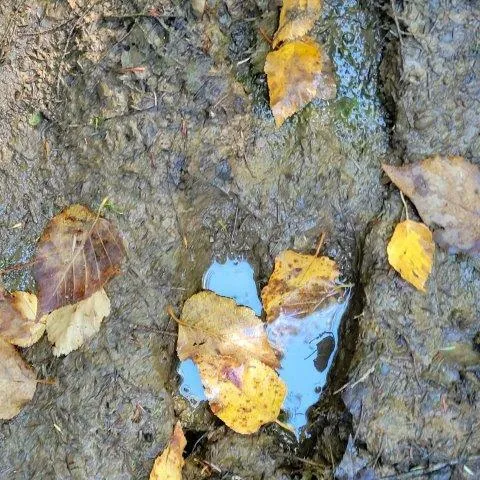 $199,000 | 862 Hemore Road, Houlton, ME 04730