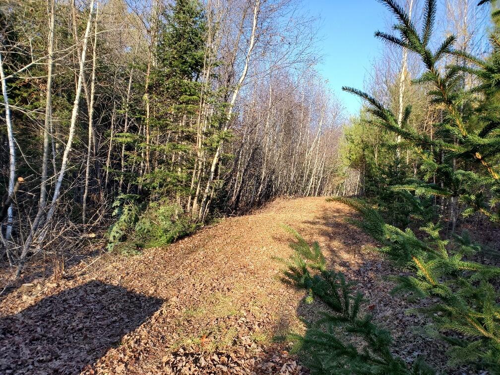 Lot 65-2 Ramsdell Ridge Road Milo, ME 04463 - Photo 16 of 26 driveway