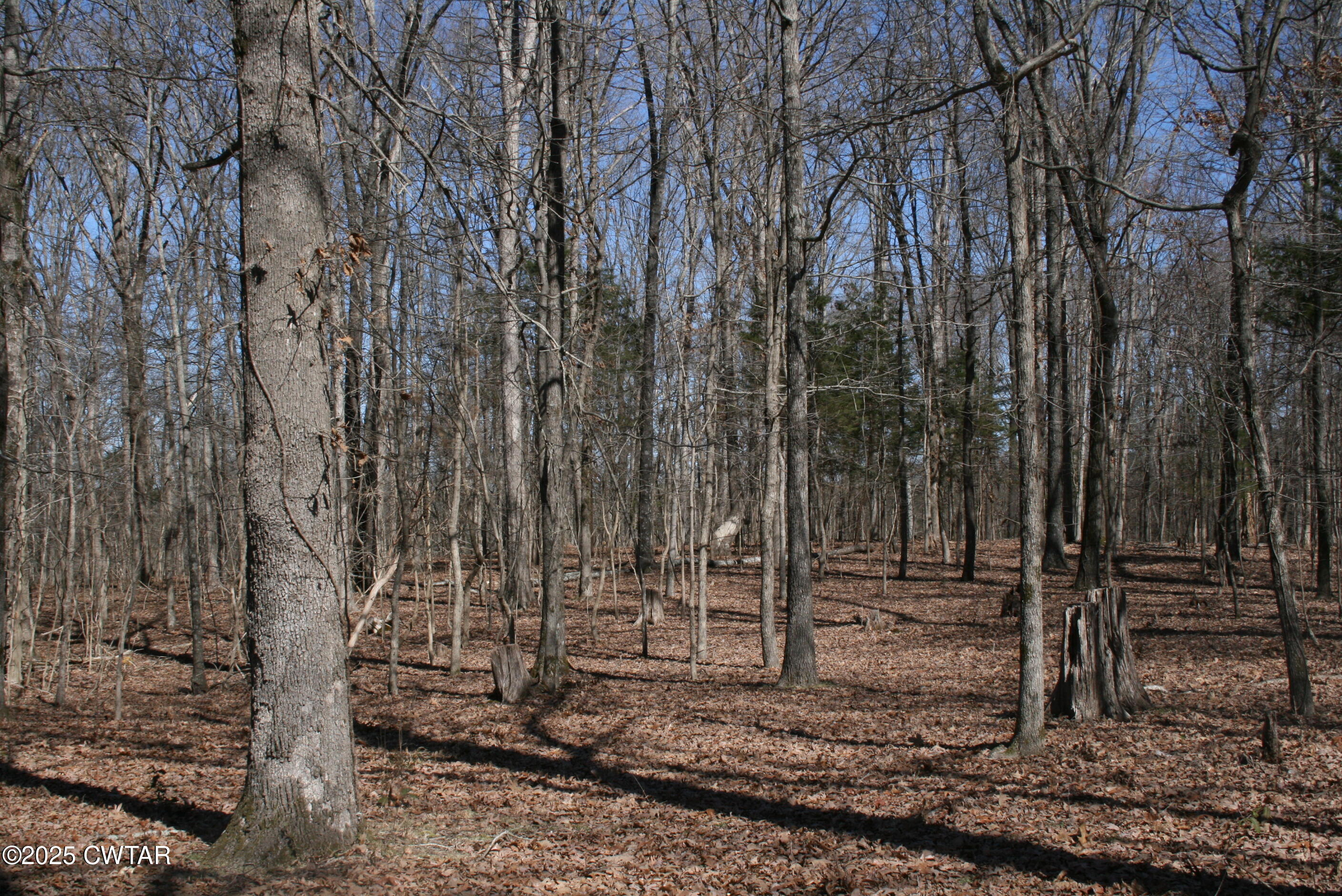 780 Joe Horton Road Lexington, TN 38351 - Photo 30 of 30 a view of a backyard with trees