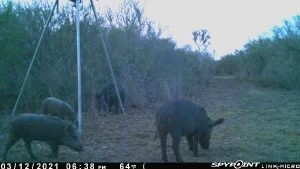 2979 Bravo Road 2 Freer, TX 78357 - Photo 24 of 25 a view of a yard