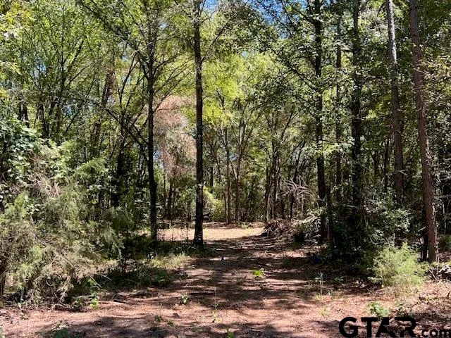 a view of a tree in a yard