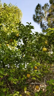 $2,295,000 | 325 East Alamar Avenue, Santa Barbara, CA 93105