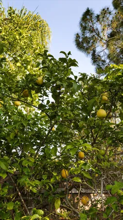 $2,295,000 | 325 East Alamar Avenue, Santa Barbara, CA 93105