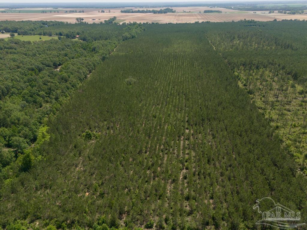 8 Bud Diamond Road Jay, FL 32565 - Photo 14 of 19