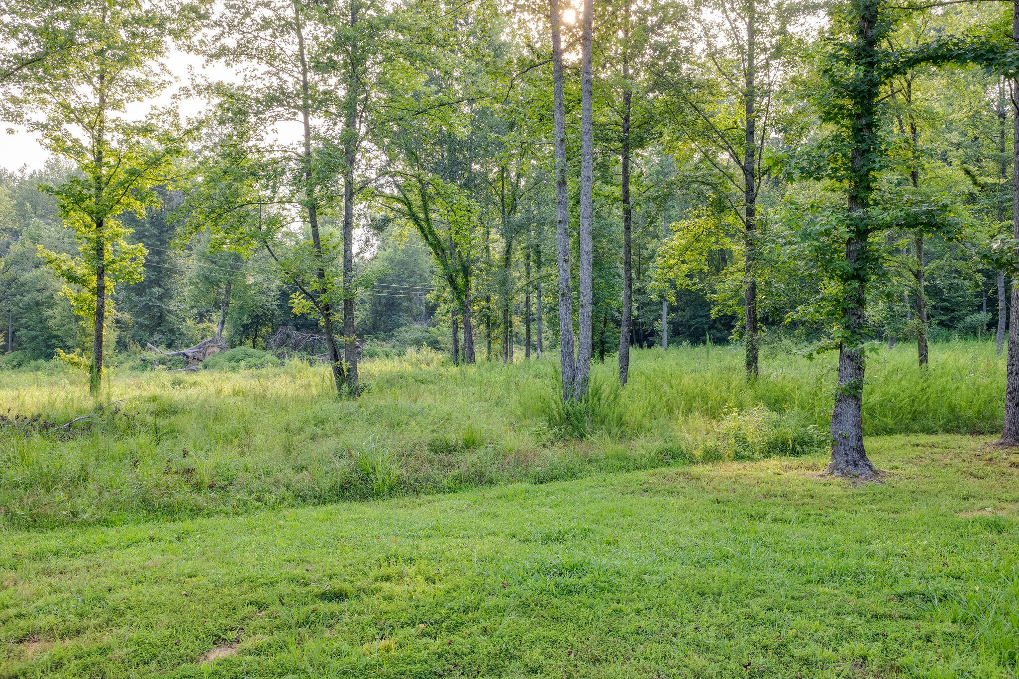 3425 Toms Creek Road Linden, TN 37096 - Photo 34 of 38 a view of outdoor space with green field and trees