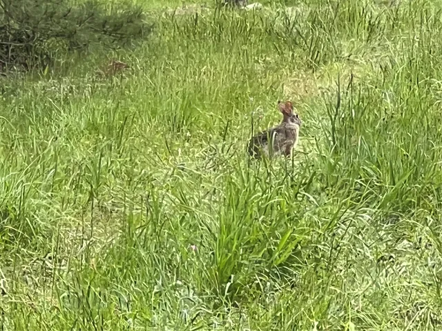 an aerial view of residential house with outdoor space and trees all around