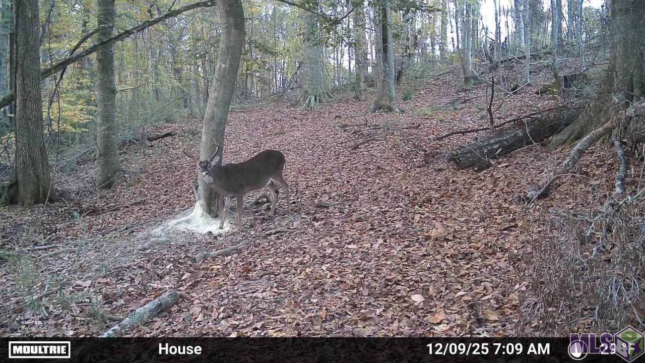 12724 Pittman Road St. Francisville, LA 70775 - Photo 33 of 59