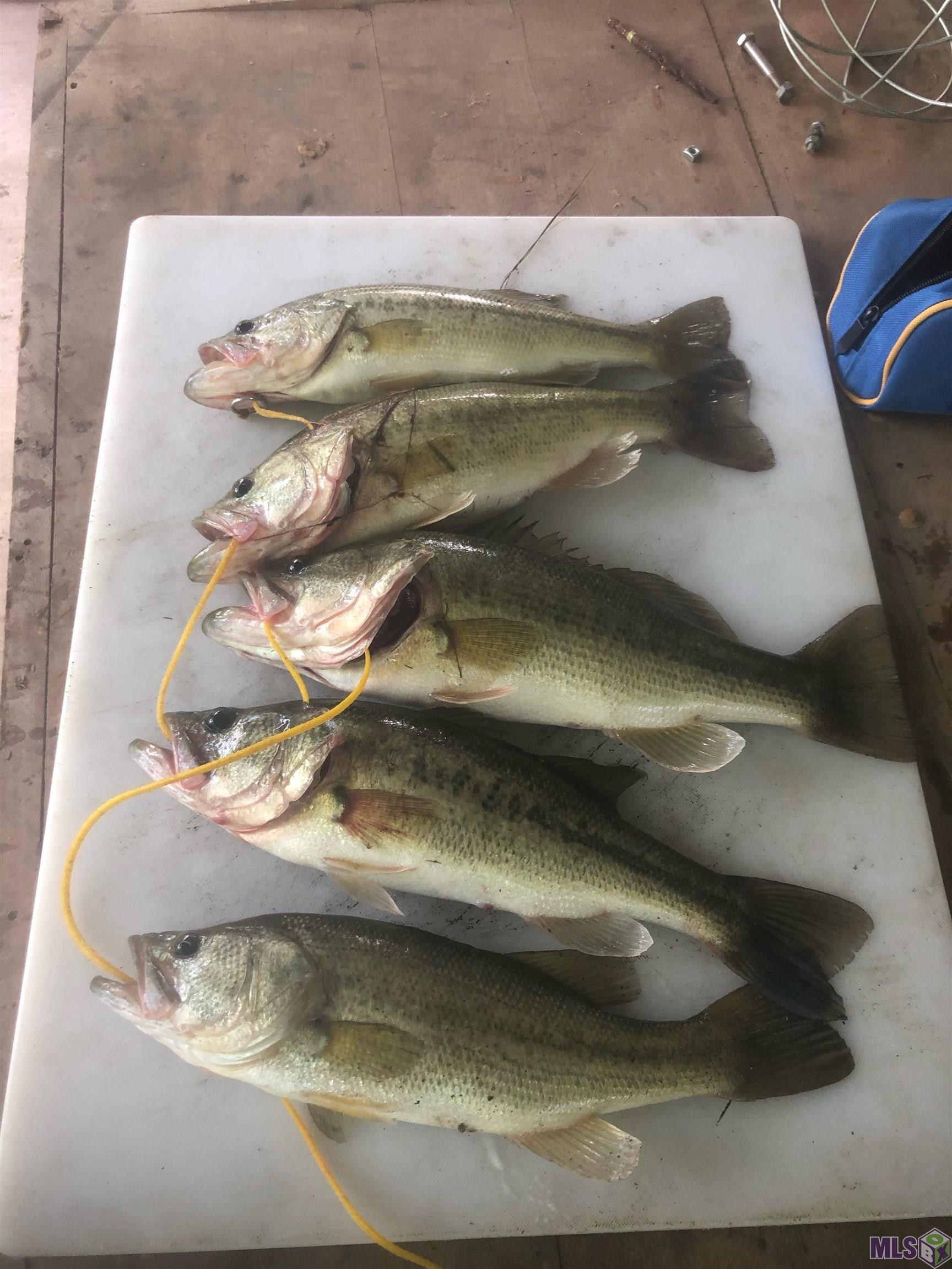 12724 Pittman Road St. Francisville, LA 70775 - Photo 35 of 59