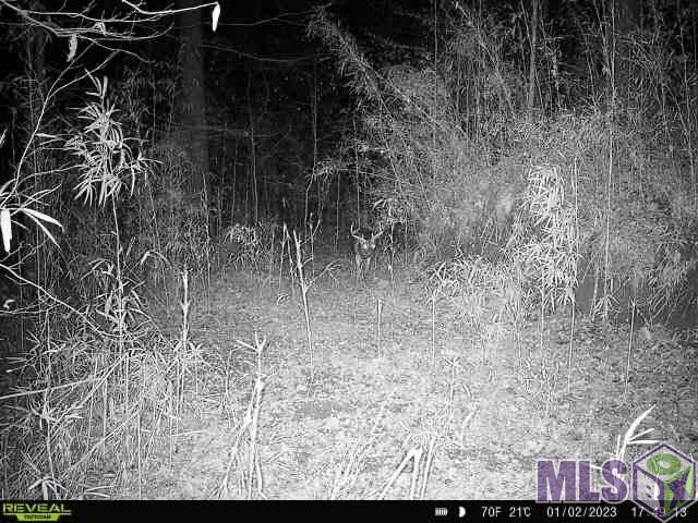 12724 Pittman Road St. Francisville, LA 70775 - Photo 37 of 59