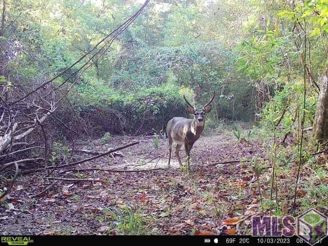 12724 Pittman Road St. Francisville, LA 70775 - Photo 38 of 59
