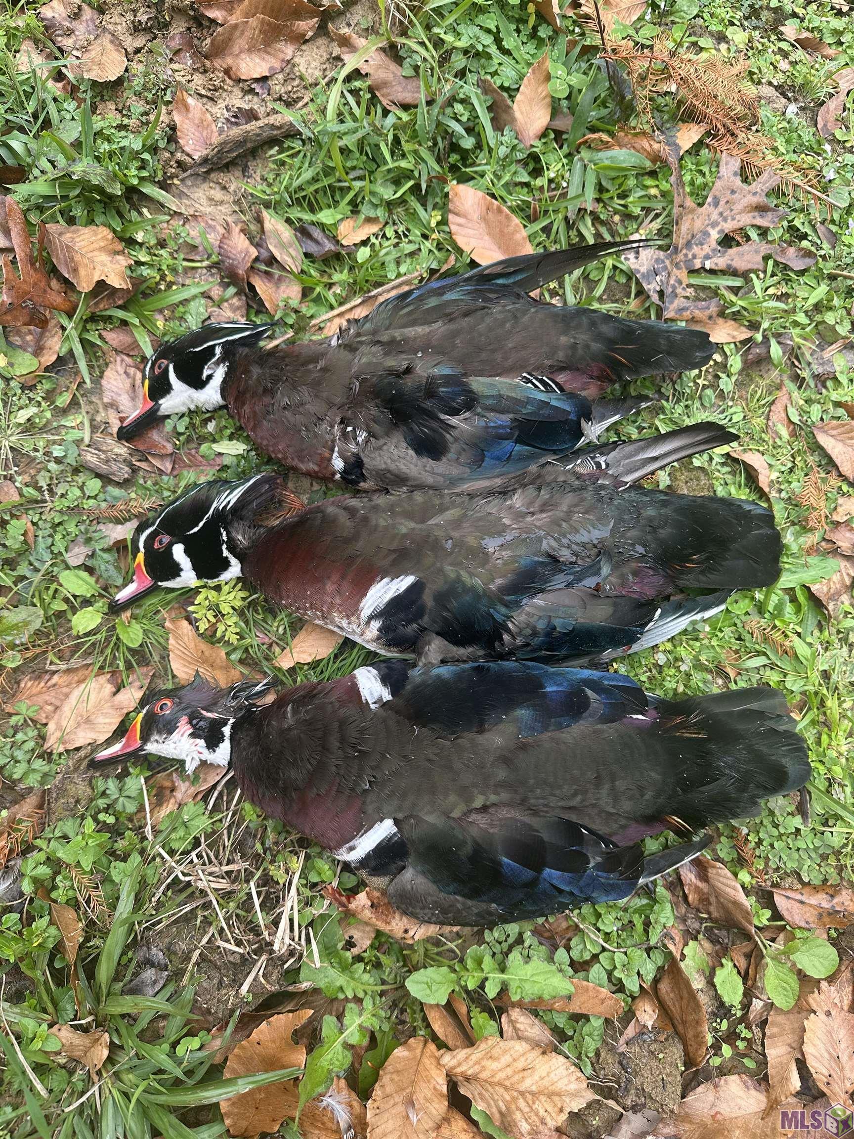 12724 Pittman Road St. Francisville, LA 70775 - Photo 40 of 59