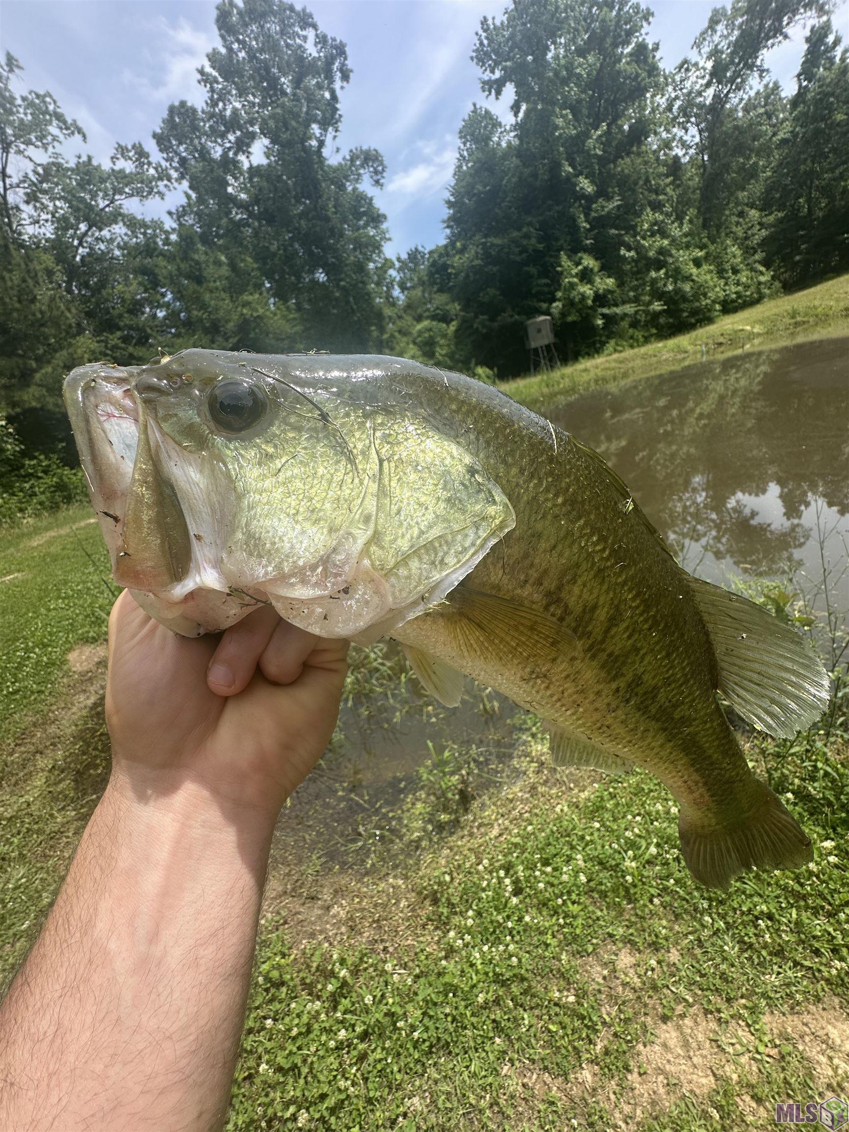 12724 Pittman Road St. Francisville, LA 70775 - Photo 41 of 59