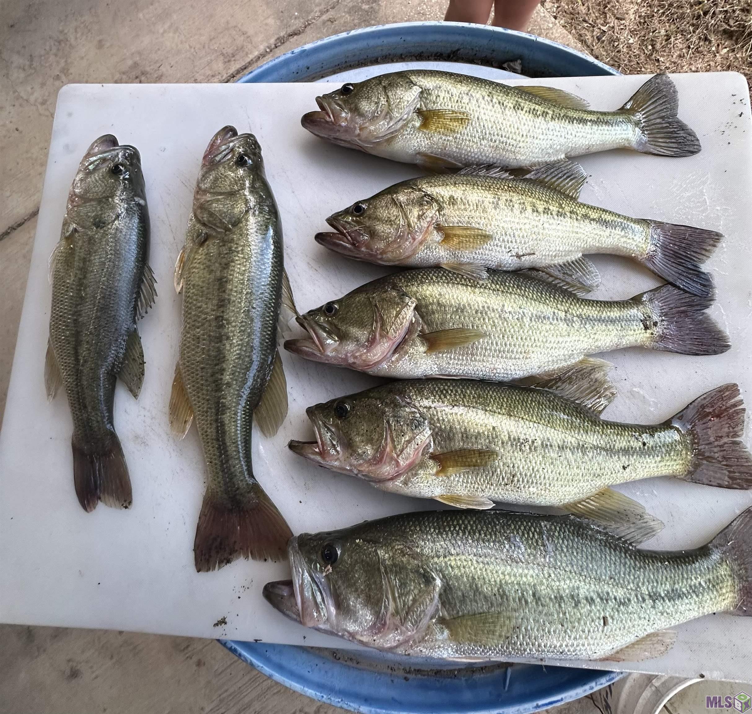 12724 Pittman Road St. Francisville, LA 70775 - Photo 42 of 59