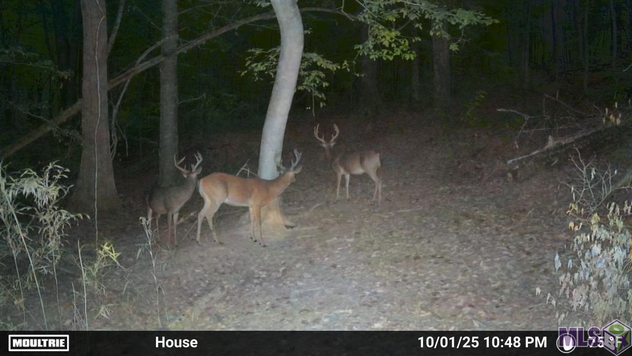 12724 Pittman Road St. Francisville, LA 70775 - Photo 43 of 59