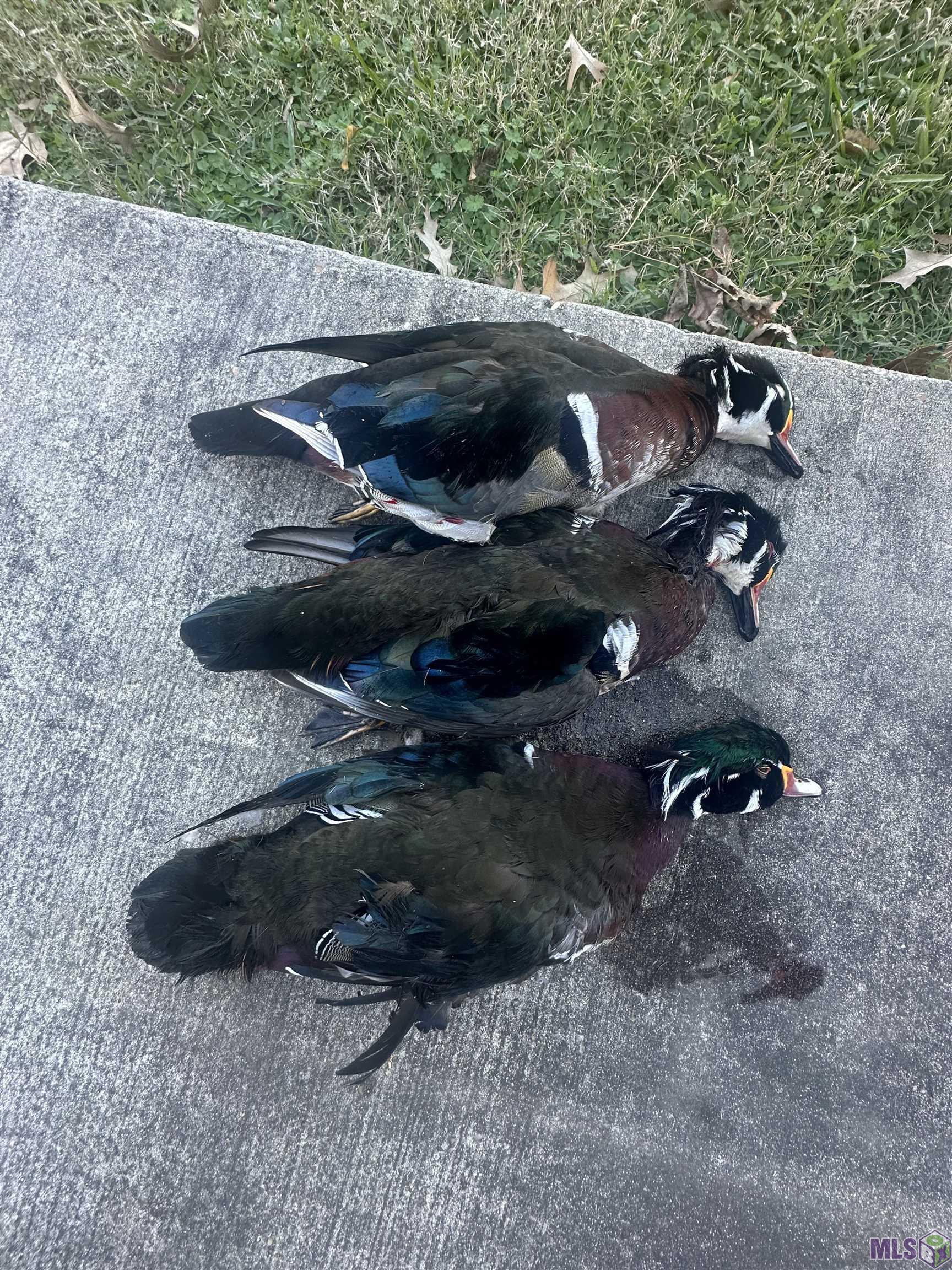 12724 Pittman Road St. Francisville, LA 70775 - Photo 45 of 59