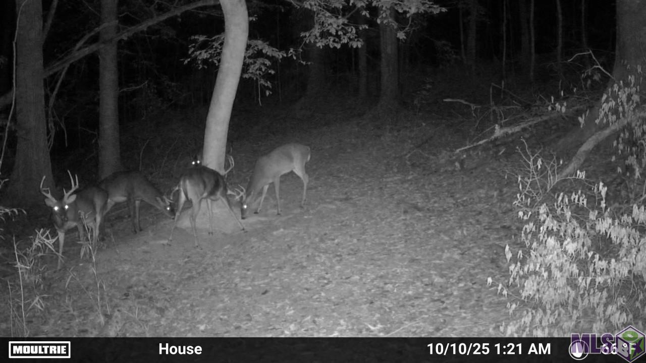 12724 Pittman Road St. Francisville, LA 70775 - Photo 46 of 59