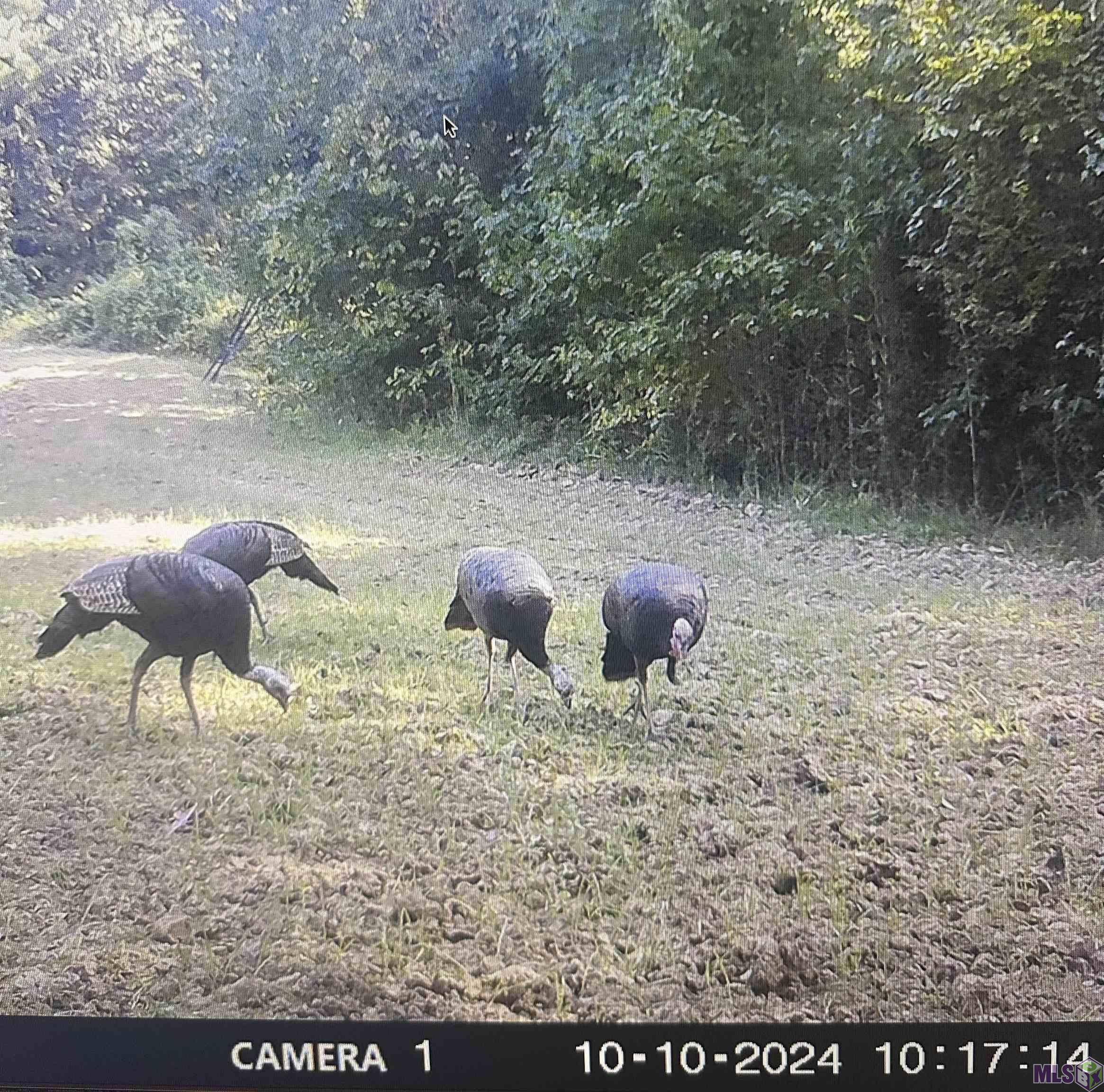 12724 Pittman Road St. Francisville, LA 70775 - Photo 47 of 59