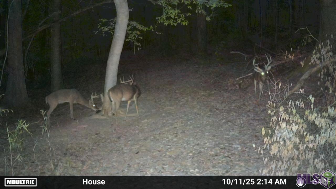 12724 Pittman Road St. Francisville, LA 70775 - Photo 50 of 59