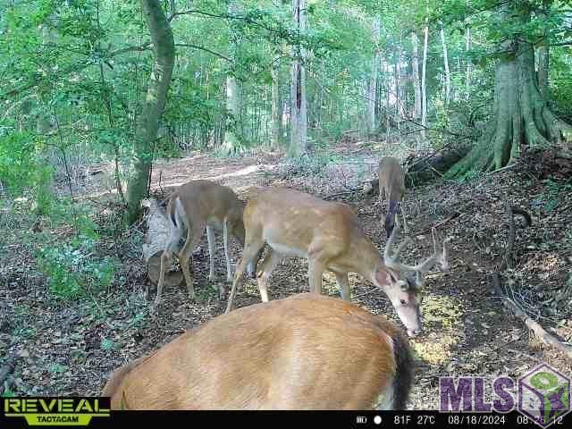 12724 Pittman Road St. Francisville, LA 70775 - Photo 54 of 59