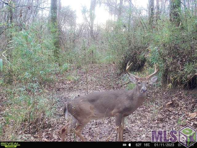 12724 Pittman Road St. Francisville, LA 70775 - Photo 57 of 59