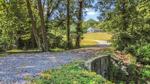 a view of a yard with plants and large trees