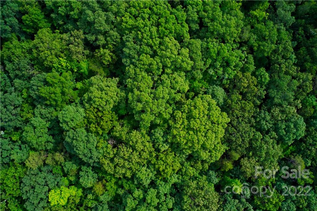 650 Union Road Matthews, NC 28104 - Photo 7 of 9 a view of a lush green forest