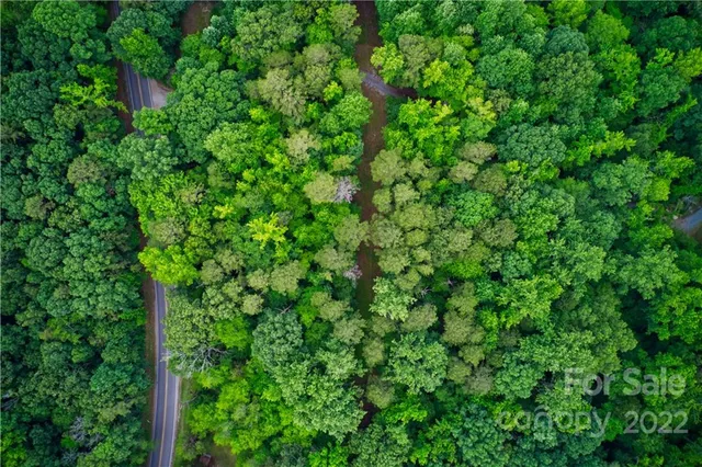 a view of a lush green forest