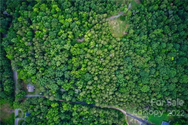 a view of a lush green forest