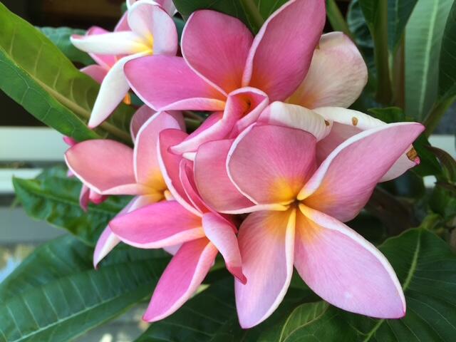 1389 Santa Monica Road Carpinteria, CA 93013 - Photo 46 of 53 backyard plumeria in bloom