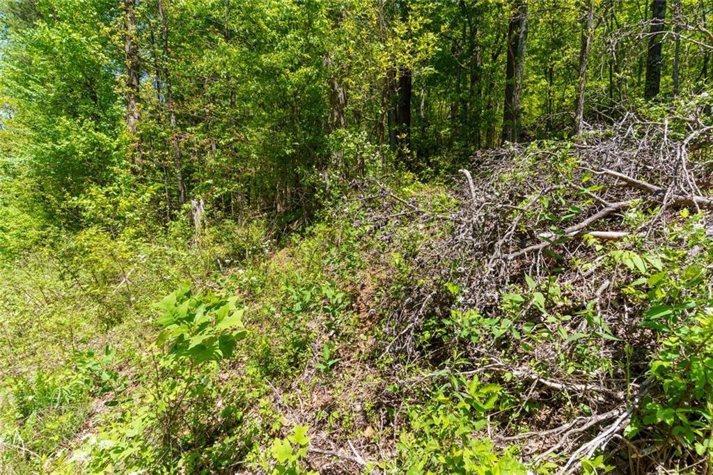 0 Firetower Road Jasper, GA 30143 - Photo 6 of 12 a view of a lush green forest with lawn chairs and plants