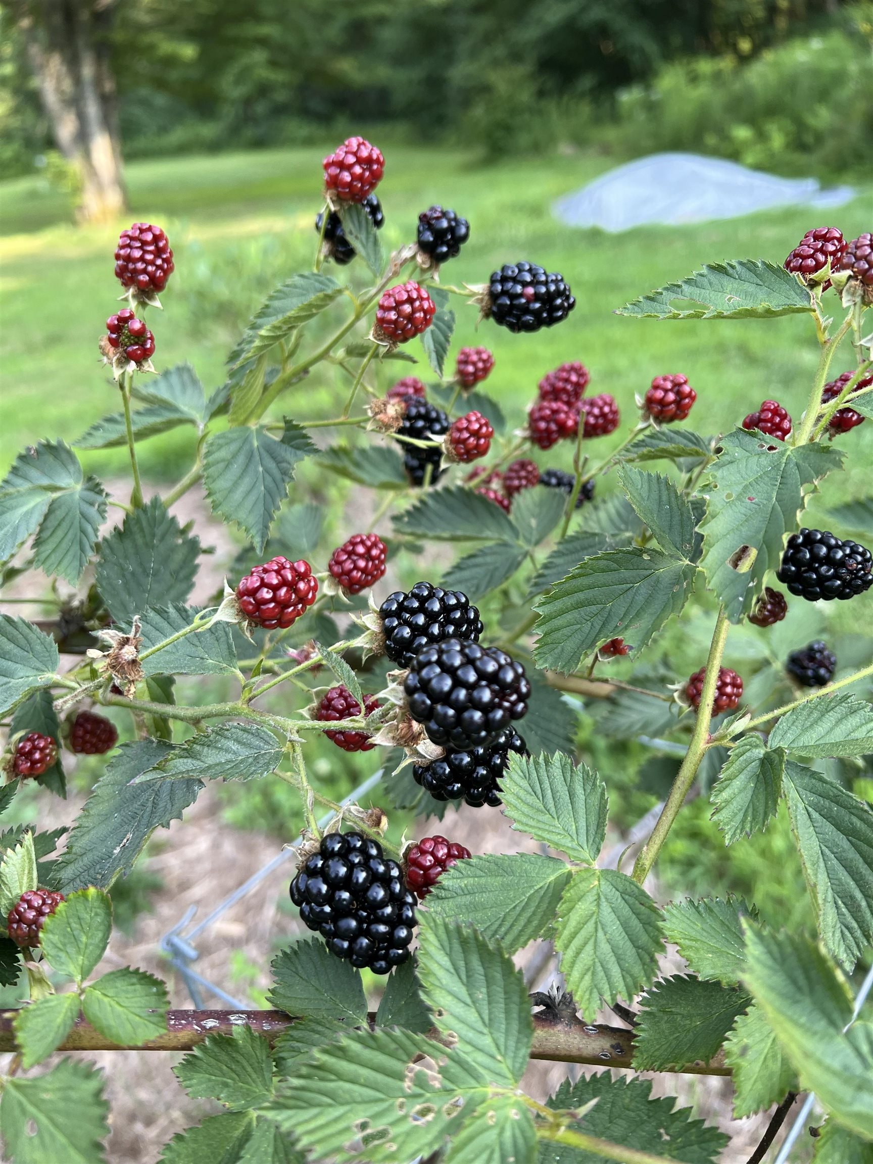 200 Old Peterborough Road Dublin, NH 03444 - Photo 54 of 60