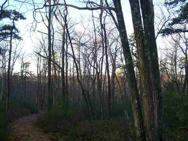 a view of trees in a yard