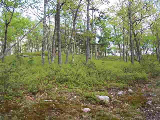 New Road Wurtsboro, NY 12790 - Photo 4 of 10 a view of a lush green forest