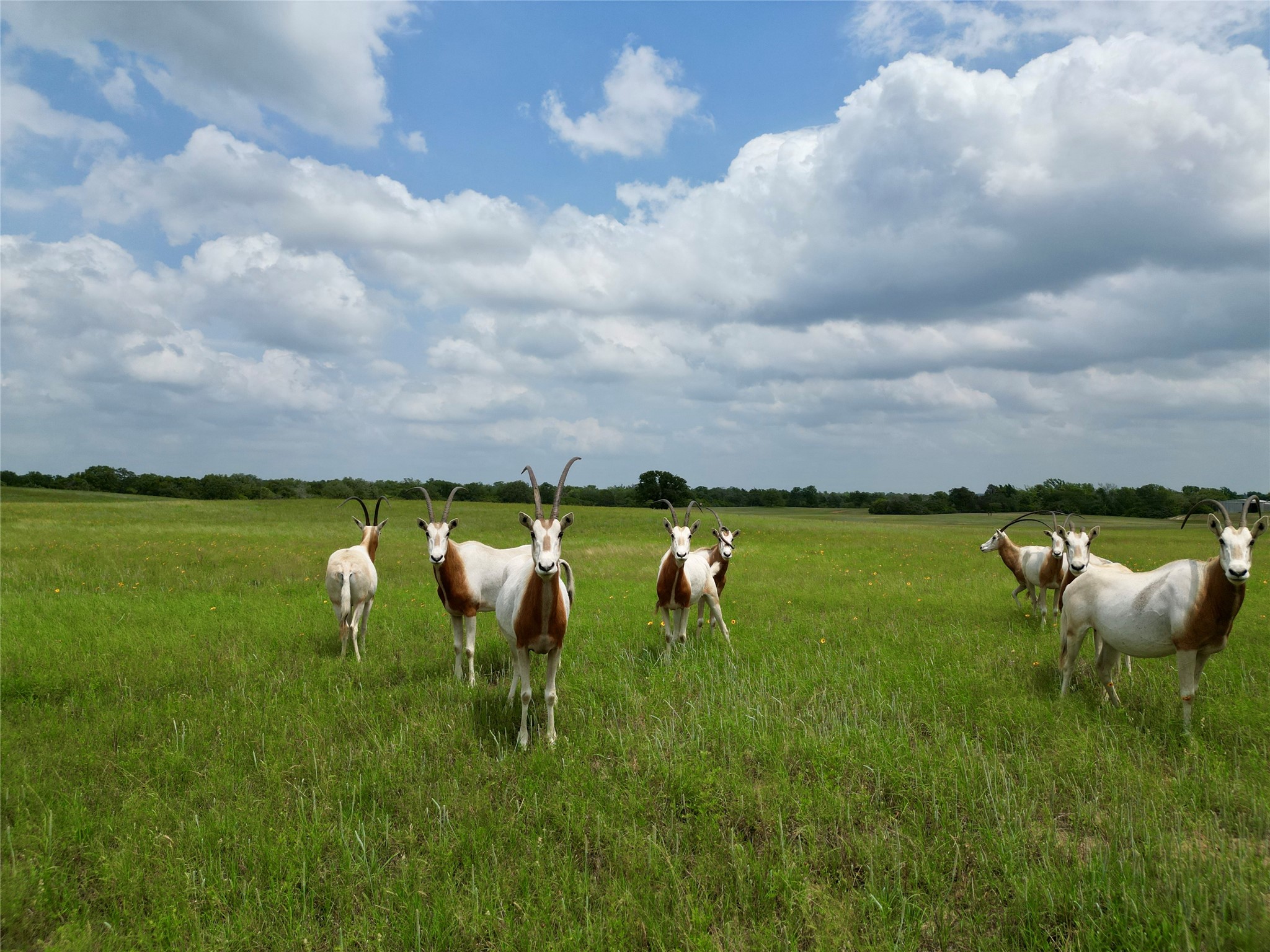 3803 Private 4100 Road Marquez, TX 77865 - Photo 10 of 11