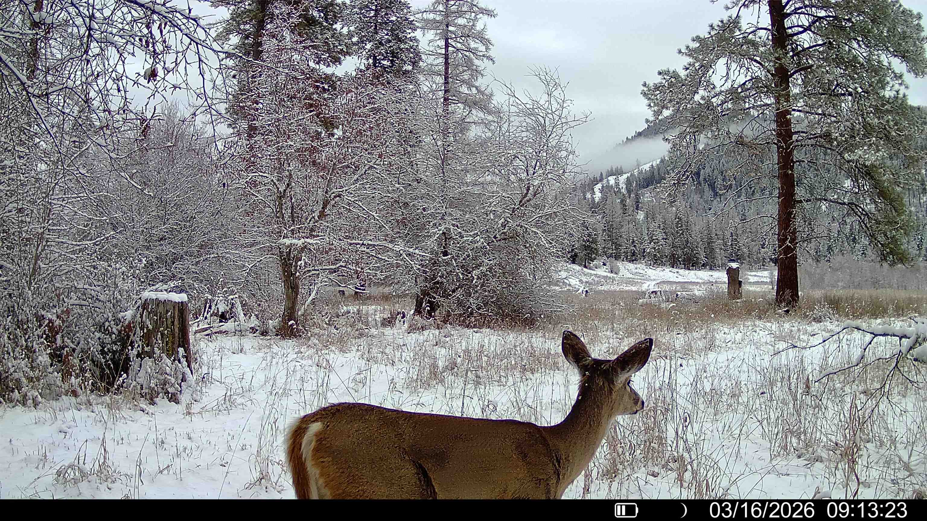 901 Skookum Creek Road Usk, WA 99180 - Photo 49 of 50