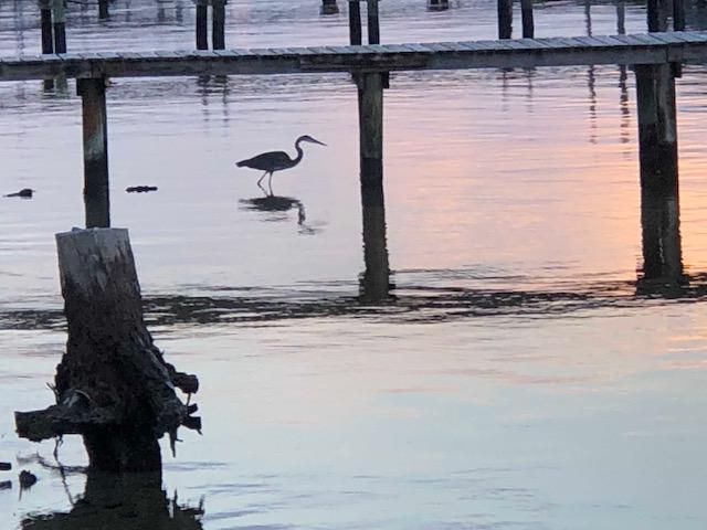 569 Radiant Circle Mary Esther, FL 32569 - Photo 26 of 42 a room with a wooden floor and a potted plant on the counter